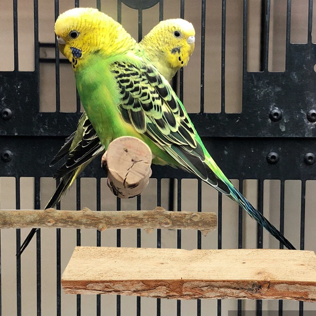 Trespoli Per Pappagalli In Legno Naturale - Posatoio - Foto 11