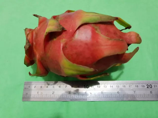 Columbian Sweet Red Dragon Fruit X 2 Cuttings(Red fleshed) Large fruit up to 1kg