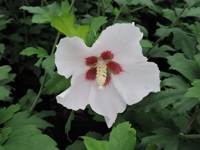 1 St Garteneibisch, Hibiskus Mathilda (Hibiscus syriacus) im Container 60-80 cm