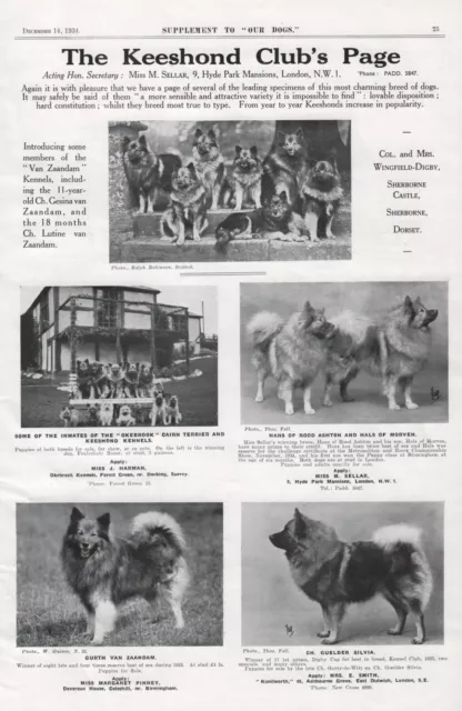 1934 VINTAGE KEESHOND CLUB PAGE OUR DOGS DOG BREED KENNEL ADVERT PAGE b214