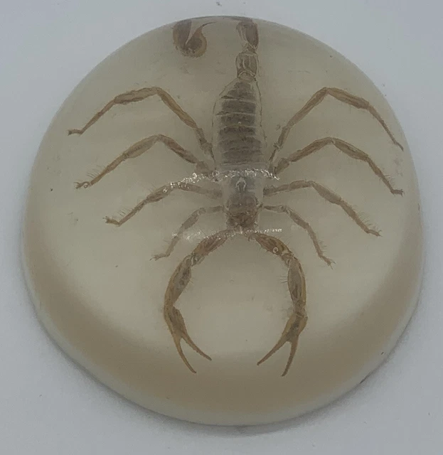 Vintage Scorpion Encased Acrylic Lucite Dome Paperweight Felt bottom