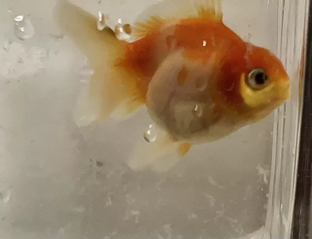 4 Inch Oranda Goldfish For Sale! Great Deal! Big Savings! Live Fancy Goldfish