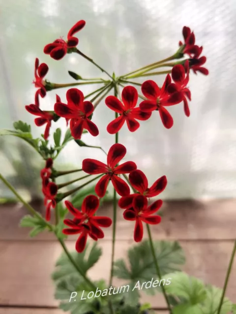 Pelargonie Geranie  Pelargonium Lobatum Ardens Wildart kleine bewurzelte Steckli