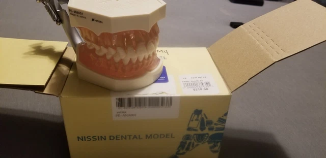 Nissan Dental Typodont : Study Model with Removable Teeth for Anatomy Details 