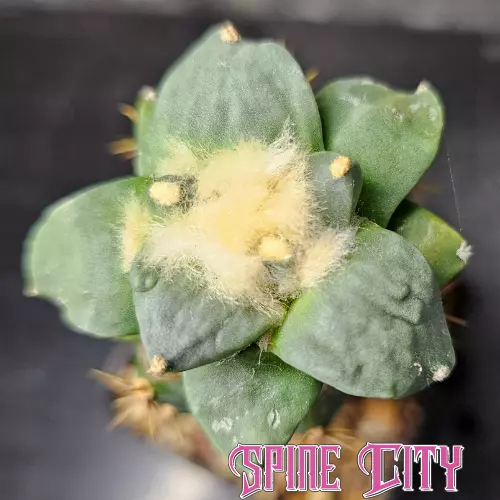 Ariocarpus Trifinger x Cauliflower - grafted cactus