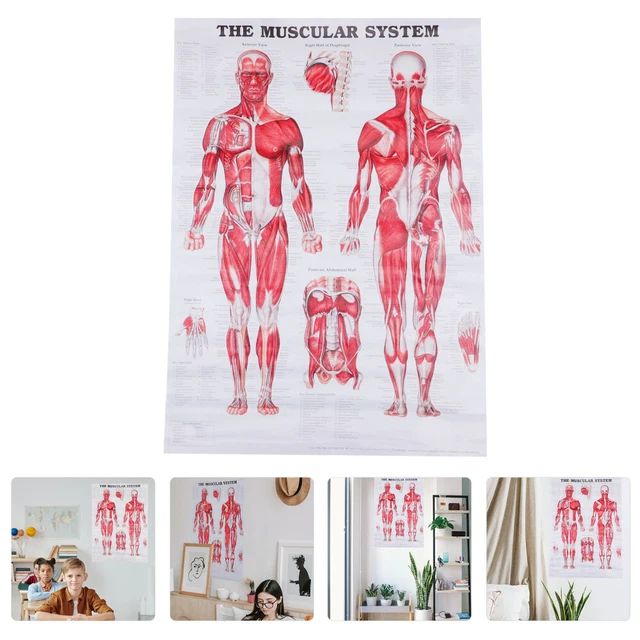 ANATOMICAL POSTER ANATOMY Chart Facial Medical Posters Office Human ...