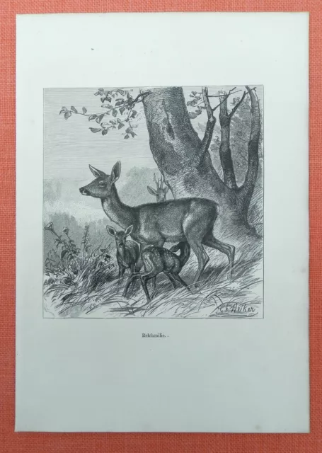 Rehfamilie Reh Capreolus capreolus  Steindruck von 1882  Jagd  Deiker
