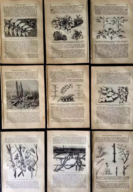 9 Old Botanical Prints Sheets Great for framing Text in German Printed ca 1890