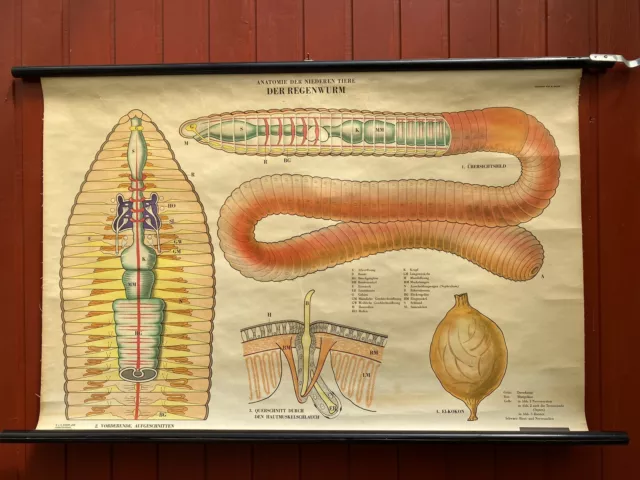 Schulwandkarte Der Regenwurm Wurm Anatomie   Vintage