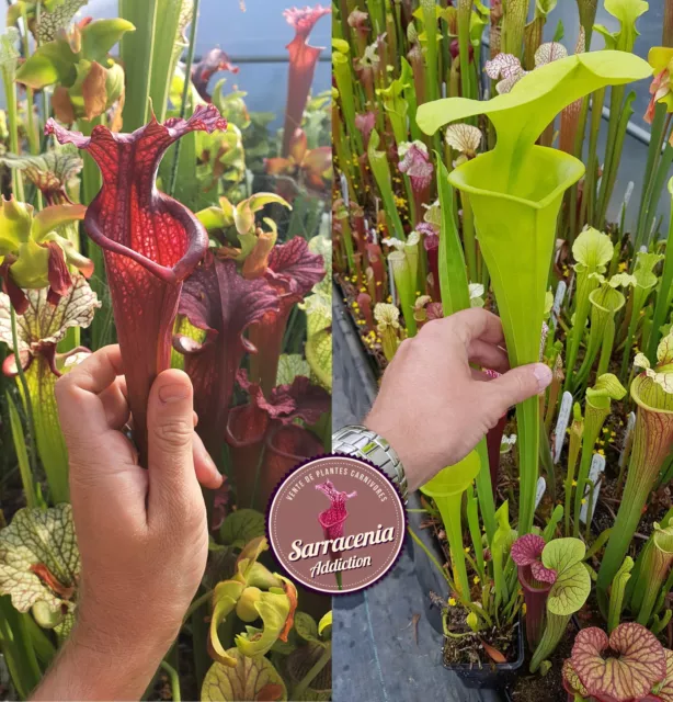 42) Sarracenia seeds 2023-2024 / carnivorous plants rare