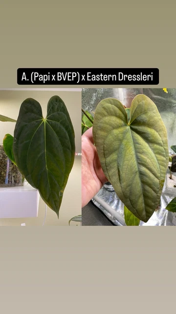 アンスリウムantolakii Tezula✖️（dark mama✖️RVDP） アンスリウムantolakii Tezula✖️（dark mama✖️RVDP