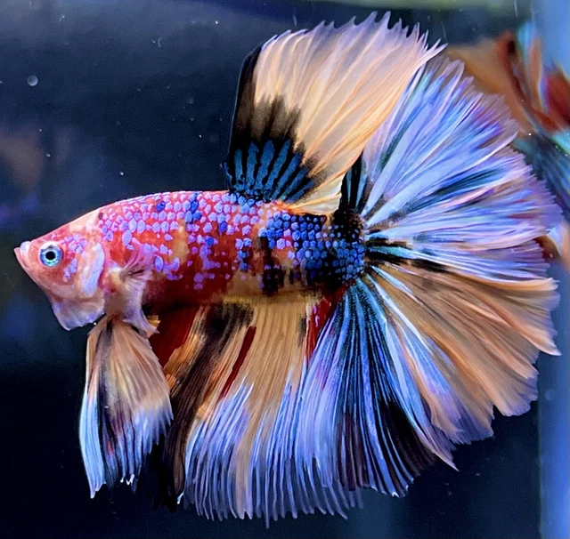 BEAUTIFUL Live Male Fancy Candy Nemo Halfmoon Betta Fish (READ DESCRIPTION)