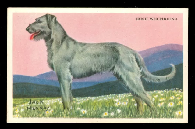 1940s IRISH WOLDHOUND Cereal Card KELLOGGS F273-6 USA Dog Card Jack Murray ART