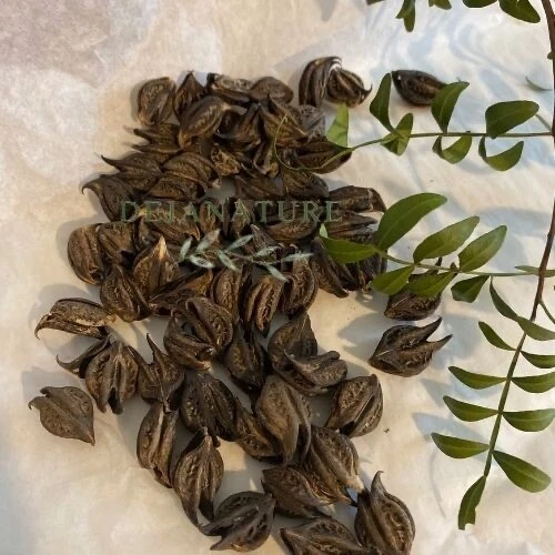 Graines De Griffe De Lion (Martynia) X10 - Produit Naturel Pour Libido - Poudre - Origine Cameroun - Neuf