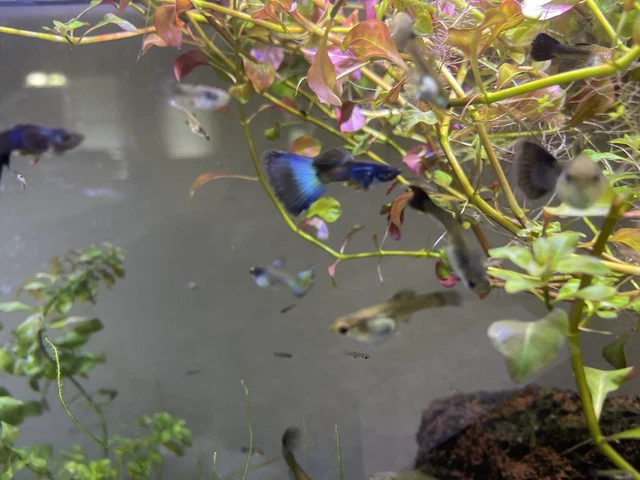 $ 1 starting bid! NO RESERVE Blue moscow Guppies 6 pk fry Baby Fish Guppy Babies $ 1 starting bid! NO RESERVE Blue moscow Guppies 6 pk fry Baby Fish Guppy Babies