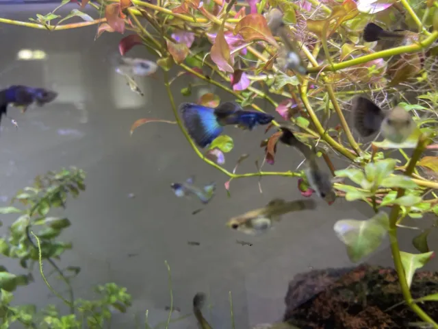 Blue moscow Guppies 6 pk fry Baby Fish Guppy Babies