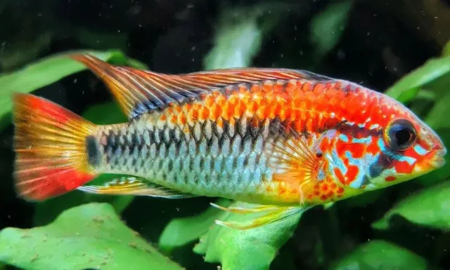 Apistogramma Macmasteri Red Shoulder Mature Centerpiece Male—Dwarf Cichlids!
