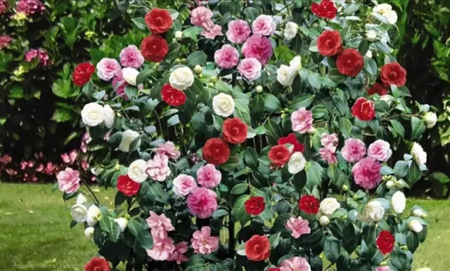 3x Kamelie (Camellia Japonica) in Rot, Rosa und Weiß - Kamellien