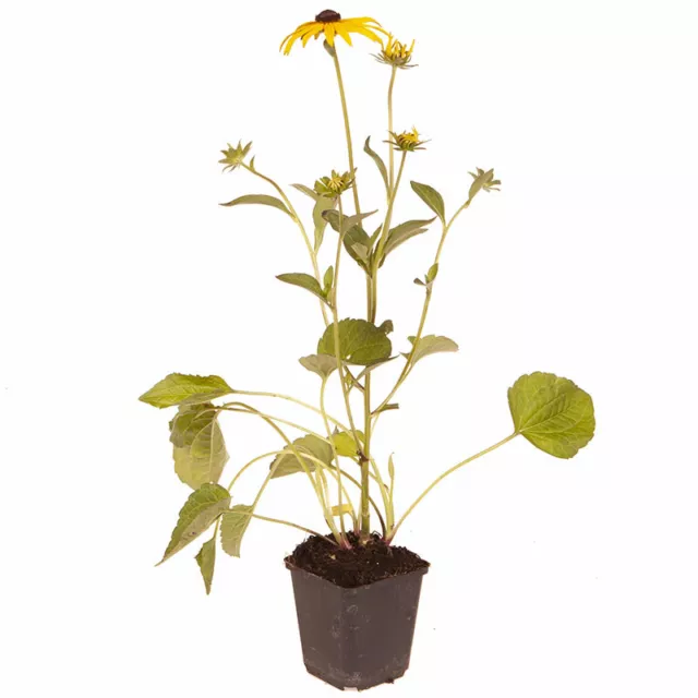 Hardy Perennial Flower Rudbeckia 'Goldsturm' 3 Established Plants in 9cm Pots 3