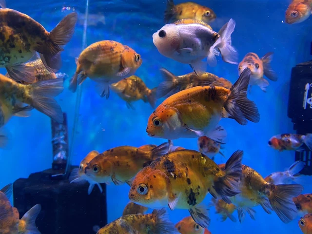 Thai Ranchu Goldfish Calico 2.5-3"  - FREE TWO-DAY SHIPPING 3