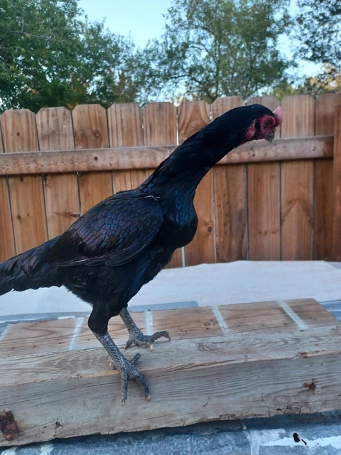 Asil Rajah Murg