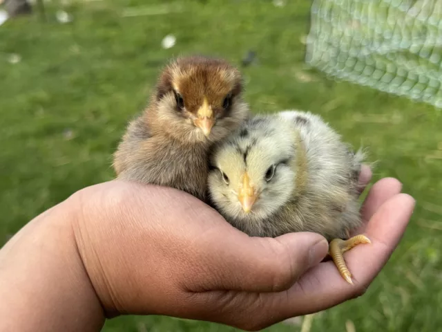 12+ Organically Raised Easter Egger Mix Fertile Chicken Hatching Eggs