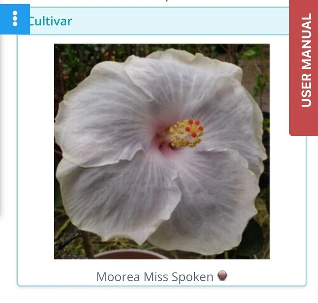 Exotic Tropical Hibiscus seeds, Hybrid Crosses, from True Hibiscus breeders #5 Exotic Tropical Hibiscus seeds, Hybrid Crosses, from True Hibiscus breeders #5