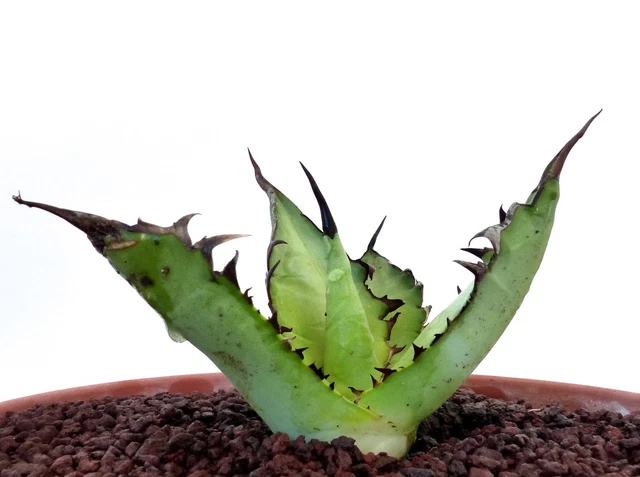 titanota Agave SHARK SHOUI - cv NO | Shark variegated TITANOTA