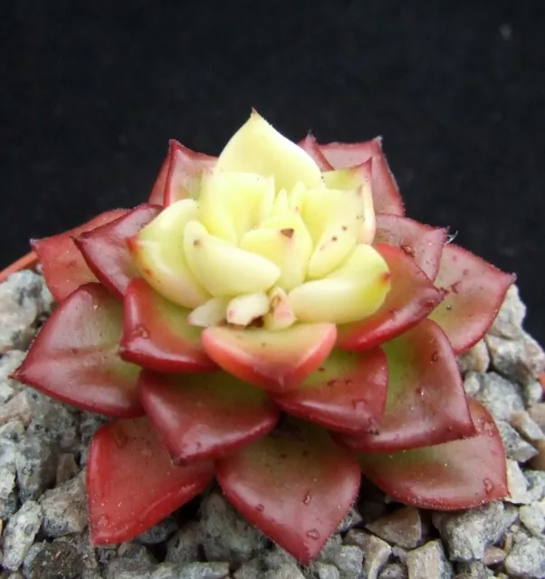 Sedeveria 'Magic Gold' superb 4.9cm new hybrid collectors succulent / cactus