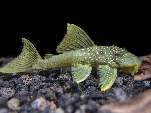 L200 Green Phantom Pleco 3-4in