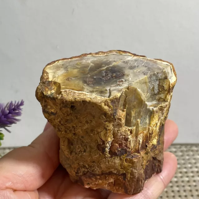 Natural polished petrified wood agate crystal fossils Madagascar 249g g90