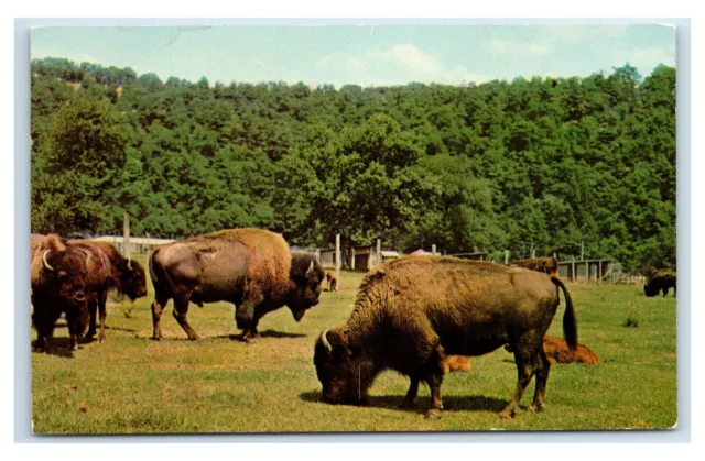 Postcard American Bison Trexler Lehigh County Game Preserve Schnecksville PA H66