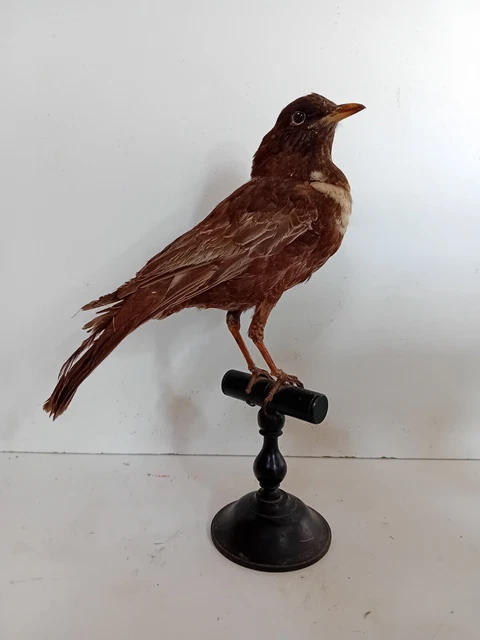 Faisan Empaillé Taxidermie - Cabinet De Curiosité - Trophée De Chasse - Hauteur ~50 Cm