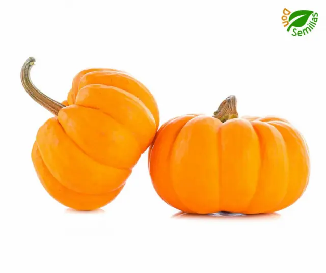 Calabaza Jack Be Little ( 20 semillas ) seeds - Muy Pequeña