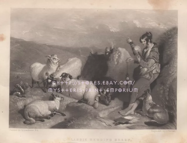 Lassie Herding Sheep-Collie-Dog-Ireland-Irish-1847 OLD ANTIQUE VINTAGE ART PRINT