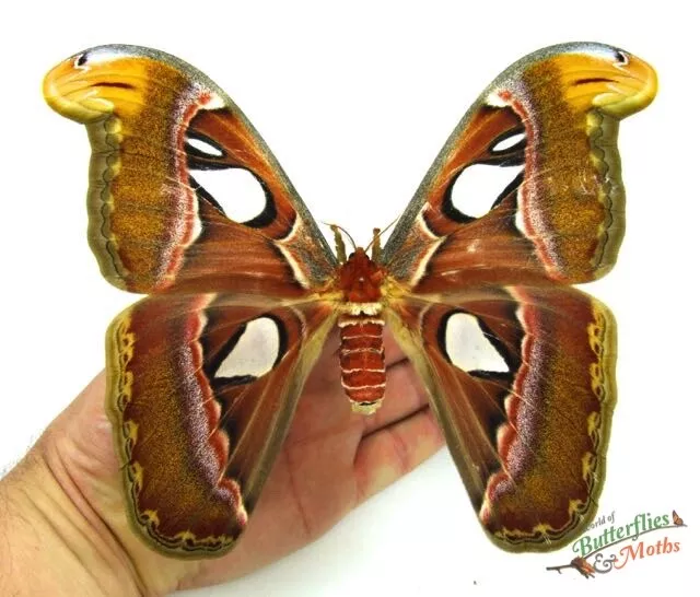 Attacus atlas HUGE Moth Saturnidae x1 A1- FEMALE Entomology Insect Specimen.