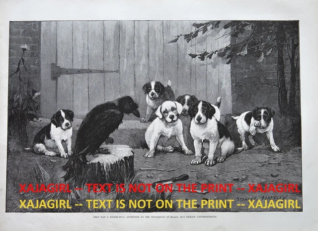 Bird Raven Crow Holds Court with Puppy Dogs, Large 1890s Antique Print