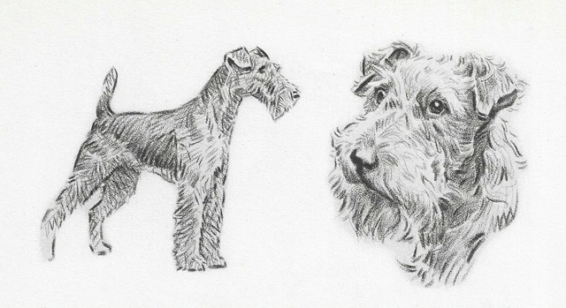 Irish Terrier "Duo" - CUSTOM MATTED - Vintage Dog Art Print - 1946 Dennis