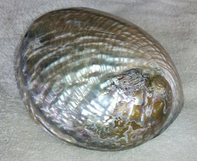 Ancien Coquillage 17Cmx13Cm Old Fossil Shell Nacre Corail Collection