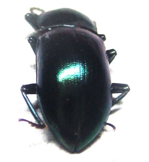 K010 MI : Tenebrionidae species? 8mm************************