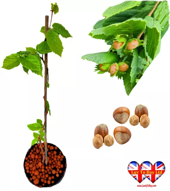 Nocciola UK - Noce nativo britannico (50 cm)