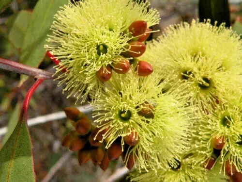 100 X River Red Gum Seeds,Eucalyptus Camaldulensis,Koala Food Tree,Honey Tree