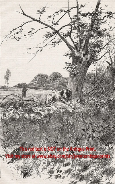 Dog English Setter with Hunter Pursues Rabbit, Large 1890s Antique Print