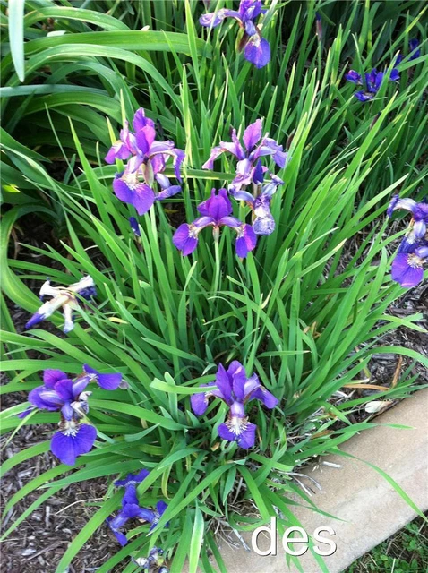 Siberian  IRIS ~ Bright Purple/ Blue  ~  Mini clump 5+ plants