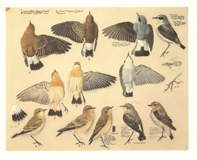 Vintage Oiseau Imprimé ~ Wheatear Mâle Hiver & Été Plummage