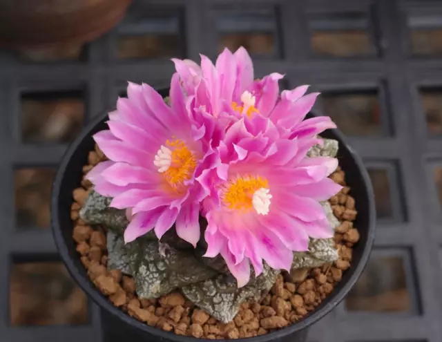 LIVING ROCK CACTUS (Ariocarpus furfuraceus) 10 seeds