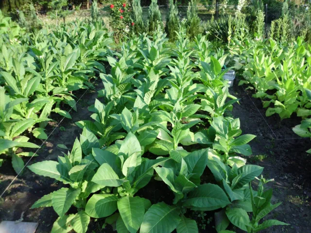 4 Sorten 4x1000 frische Tabaksamen Ernte 2023 Virginia , Burley....Tobacco Seeds