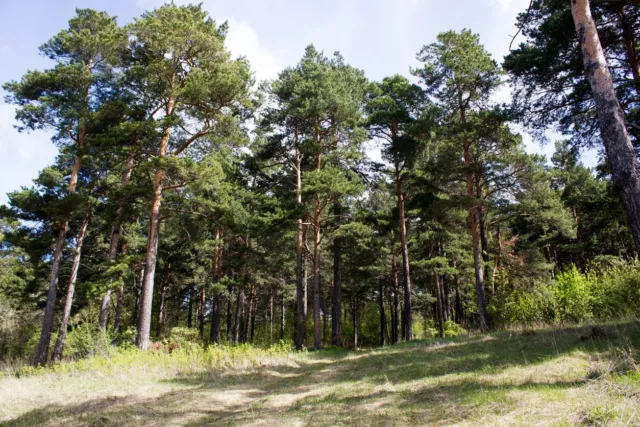 100 Samen Waldkiefer Pinus sylvestris, Baum Samen, Nadelbaum, Föhre,Gewöhnliche