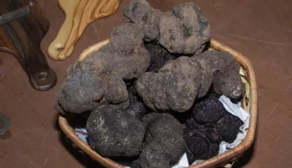 Precious Italian fresh black truffles. Black truffle 190g. 6,7 oz. Mushrooms.