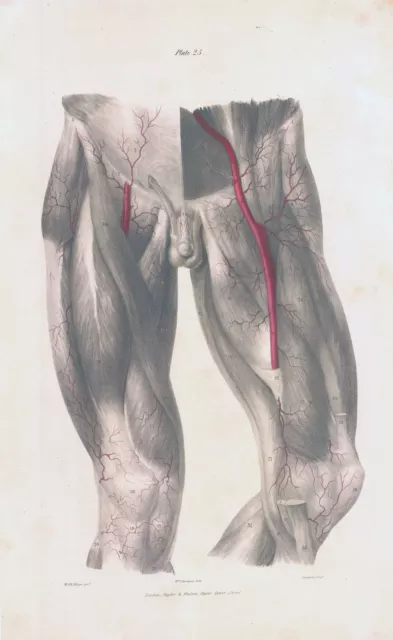 1837 Large Engraving ANATOMY Vascular Male Hips Thighs Knees (VA-25)